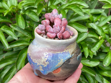 Load image into Gallery viewer, Echeveria 'Irish Mint' (rooted with pot) | 爱尔兰薄荷群 (已服盆)