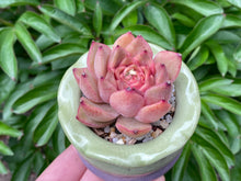 Load image into Gallery viewer, Echeveria spp. (Xiangfei) (rooted with pot) | 香妃 (已服盆)