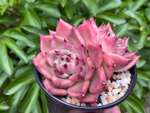 Load image into Gallery viewer, Echeveria Honey Pink (rooted with pot) | 红颜蜜语 (已服盆)