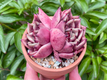 Load image into Gallery viewer, Echeveria Honey Pink (rooted with pot) | 红颜蜜语 (已服盆)