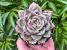 Load image into Gallery viewer, Echeveria Champagne (rooted with pot) | 香槟 (已服盆)