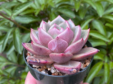 Load image into Gallery viewer, Echeveria Champagne (rooted with pot) | 香槟 (已服盆)