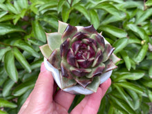 Load image into Gallery viewer, Echeveria Black Rose (rooted with pot) | 黑玫瑰 (已服盆)