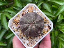 Load image into Gallery viewer, Euphorbia obesa (rooted with pot) | 布纹球 (已服盆)