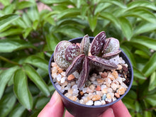 Load image into Gallery viewer, Adromischus spp. (Mapo Tofu) (rooted with pot) | 麻婆豆腐 (已服盆)