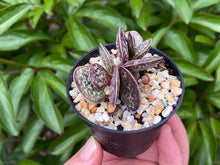 Load image into Gallery viewer, Adromischus spp. (Mapo Tofu) (rooted with pot) | 麻婆豆腐 (已服盆)