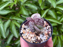 Load image into Gallery viewer, Adromischus spp. (Mapo Tofu) (rooted with pot) | 麻婆豆腐 (已服盆)