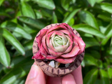 Load image into Gallery viewer, Graptoveria spp. (Iced Rose) (rooted with pot) | 冰玫瑰 (已服盆)