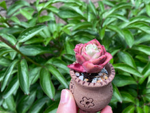 Load image into Gallery viewer, Graptoveria spp. (Iced Rose) (rooted with pot) | 冰玫瑰 (已服盆)