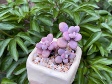 Load image into Gallery viewer, Graptopetalum amethystium (rooted with pot) | 桃蛋 (已服盆)