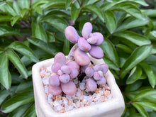 Load image into Gallery viewer, Graptopetalum amethystium (rooted with pot) | 桃蛋 (已服盆)