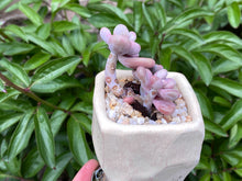 Load image into Gallery viewer, Graptopetalum amethystium (rooted with pot) | 桃蛋 (已服盆)