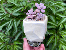 Load image into Gallery viewer, Graptopetalum amethystium (rooted with pot) | 桃蛋 (已服盆)