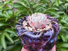 Load image into Gallery viewer, Echeveria elegans 'alba' hyb (Snow White) (rooted with pot) | 白雪 (已服盆)
