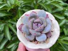 Load image into Gallery viewer, Echeveria Monroe (rooted with pot) | 橙梦露 (已服盆)