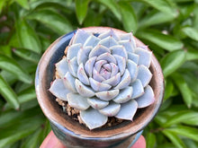 Load image into Gallery viewer, Echeveria spp. (rooted with pot) | 不知名 (已服盆)