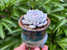 Load image into Gallery viewer, Echeveria spp. (rooted with pot) | 不知名 (已服盆)