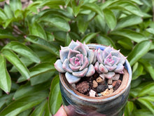 Load image into Gallery viewer, Echeveria 'sugared' (rooted with pot) | 白砂糖/蜜糖 (已服盆)