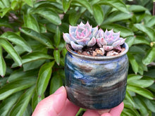 Load image into Gallery viewer, Echeveria 'sugared' (rooted with pot) | 白砂糖/蜜糖 (已服盆)