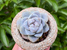 Load image into Gallery viewer, Echeveria Ice Green (rooted with pot) | 冰玉 (已服盆)