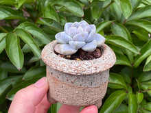 Load image into Gallery viewer, Echeveria Ice Green (rooted with pot) | 冰玉 (已服盆)