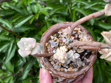 Load image into Gallery viewer, 【PICKUP ONLY】Graptoveria 'Titubans' (rooted with pot) | 美杏锦 (已服盆)