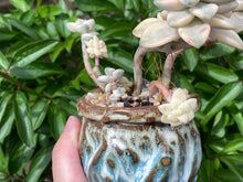 Load image into Gallery viewer, 【PICKUP ONLY】Graptoveria 'Titubans' (rooted with pot) | 美杏锦 (已服盆)