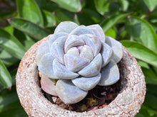 Load image into Gallery viewer, Echeveria Ice Green (rooted with pot) | 冰玉 (已服盆)