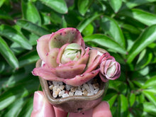 Load image into Gallery viewer, Graptoveria spp. (Iced Rose) (rooted with pot) | 冰玫瑰 (已服盆)