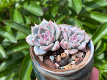 Load image into Gallery viewer, Echeveria 'sugared' (rooted with pot) | 白砂糖/蜜糖 (已服盆)