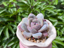 Load image into Gallery viewer, Echeveria Monroe (rooted with pot) | 橙梦露 (已服盆)