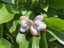 Load image into Gallery viewer, Pachyphytum cuicatecanum