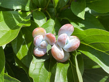 Load image into Gallery viewer, Pachyphytum cuicatecanu-image