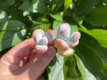 Load image into Gallery viewer, Pachyphytum cuicatecanu-image-1