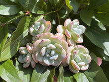 Load image into Gallery viewer, x Sedeveria Pudgye