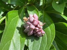 Load image into Gallery viewer, echeveria subcorymbosa, Lau-image