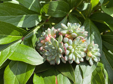 Load image into Gallery viewer, Echeveria globulosa