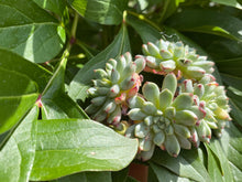 Load image into Gallery viewer, Echeveria globulosa flower