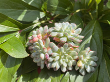 Load image into Gallery viewer, Echeveria globulosa beautiful flower
