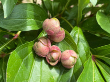 Load image into Gallery viewer, Aeonium saundersii