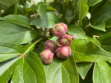 Load image into Gallery viewer, Aeonium saundersii-image