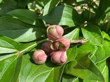 Load image into Gallery viewer, Aeonium saundersii-image-1