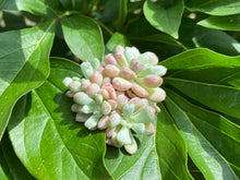 Load image into Gallery viewer, Graptoveria spp-image