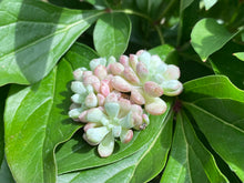 Load image into Gallery viewer, Graptoveria spp