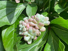 Load image into Gallery viewer, Graptoveria spp-img