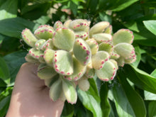 Load image into Gallery viewer, Cotyledon ladismithiensis image-2