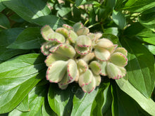 Load image into Gallery viewer, cotyledon ladismithiensis