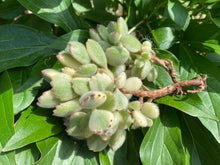 Load image into Gallery viewer, cotyledon ladismithiensis f.variegata-Img
