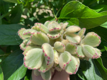 Load image into Gallery viewer, cotyledon ladismithiensis-Image