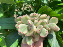 Load image into Gallery viewer, Cotyledon ladismithiensis image-2